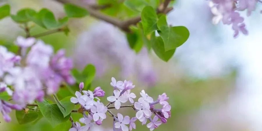 丁香成人社区小说_展示版42.390.96-第3张图片